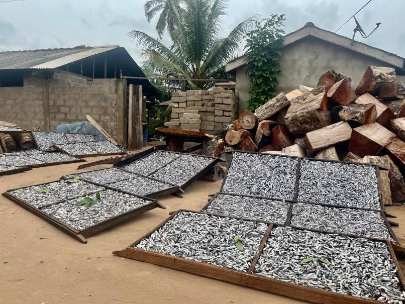 Figure 4 - Fish Drying in Elmina Fishing Harbour, Ghana. credit Timothy Whitehouse.jpeg